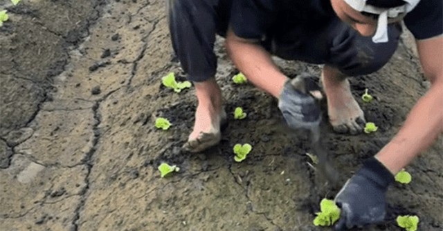 Chàng trai Nghệ An khoe video trồng rau nơi xứ người hút gần 8 triệu lượt xem image dai dien gifu noi xu nguoi hut gan 8 trieu luot xem 137753 1739235040 58 width740height495 gif2mp4 auto cropjpg 1