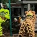 Người cha ở Gia Lai thuê múa lân trước mộ con trai 3 tuổi, dân mạng rưng rưng image dai dien gifuoc mo con trai 3 tuoi dan mang rung rung 2284 1760225755 545 width740height495 gif2mp4 auto cropjpg