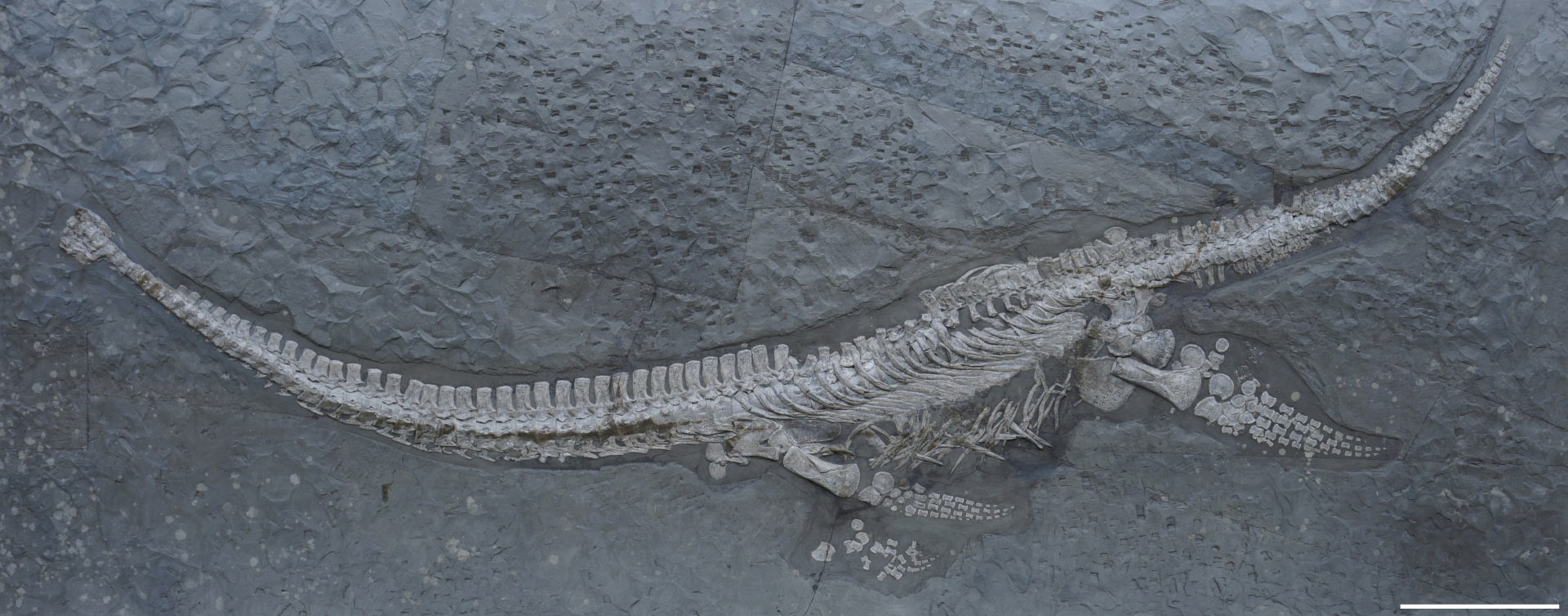 “Thủy quái 2 màu” nguyên vẹn kỳ lạ sau 183 triệu năm- Ảnh 1. “Thủy quái 2 màu” nguyên vẹn kỳ lạ sau 183 triệu năm- Ảnh 1.