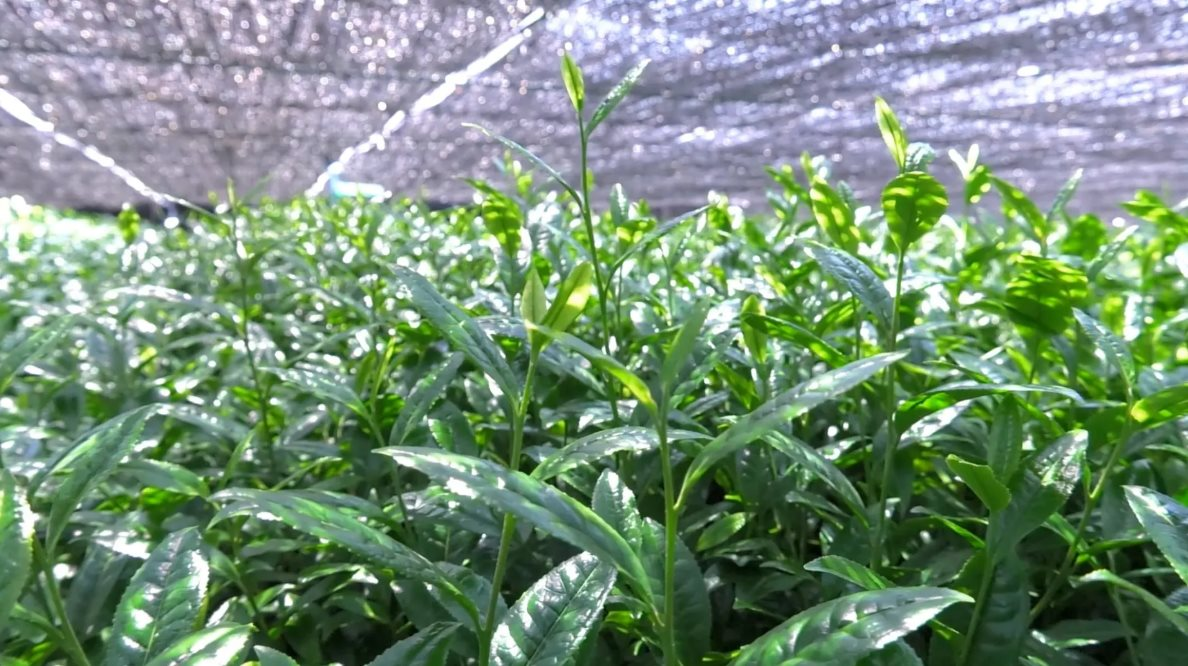 Nhật Bản sở hữu ‘kho báu xanh’ gây sốt toàn cầu: Giá tăng cấp số nhân, xuất khẩu tăng 4 lần, giới sành ăn săn lùng từng gram nhưng ‘không có mà mua’- Ảnh 3.