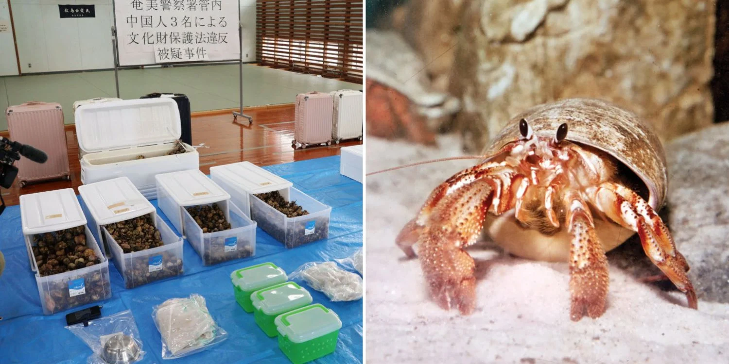 Ba công dân Trung Quốc bị bắt vì vận chuyển trái phép hàng trăm kg ốc mượn hồn- Ảnh 2.