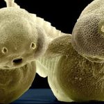 Loài cá "bất tử" độc đáo bậc nhất thế giới, có khả năng tự tái tạo toàn bộ cơ thể img4046 1756516677513751819173 0 0 456 730 crop 1756516681044189825017jpeg