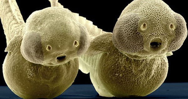 Loài cá "bất tử" độc đáo bậc nhất thế giới, có khả năng tự tái tạo toàn bộ cơ thể img4046 1756516677513751819173 0 0 456 730 crop 1756516681044189825017jpeg