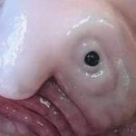 Loài cá xấu xí nhất thế giới img4255 1757159132503883895832 0 0 456 730 crop 1757159151577273587331jpeg