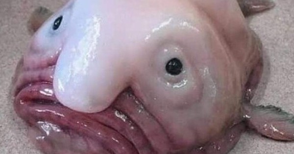 Loài cá xấu xí nhất thế giới img4255 1757159132503883895832 0 0 456 730 crop 1757159151577273587331jpeg