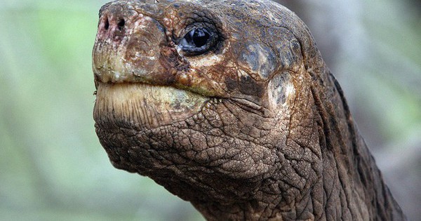 Con vật cô đơn nhất thế giới img4320 1757467350351651777441 0 0 456 730 crop 17574673537942047999397jpeg