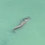 Hình ảnh kinh hoàng trên bãi biển Indonesia imsneartheshoreclutching51 year oldvictimsbodyinitsjawsinindonesiahorror dailymail ezgifcom video to gif converter 1743311 43 117 343 597 crop 17433111669441566906112gifpng