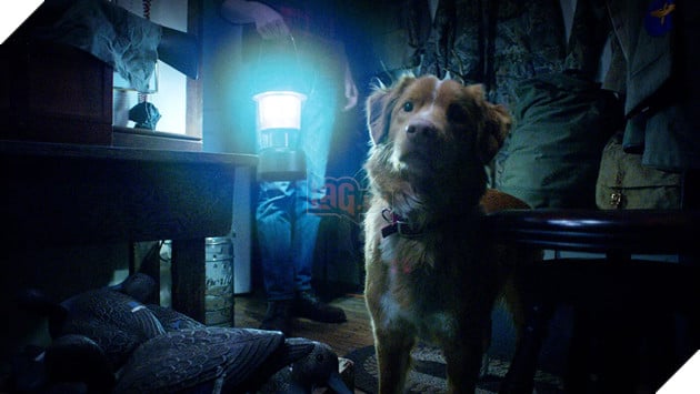 “Good Boy” Bộ phim kinh dị khiến khán giả rơi nước mắt vì… một chú chó