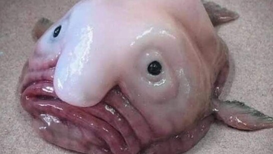 Loài cá xấu xí nhất thế giới- Ảnh 1.