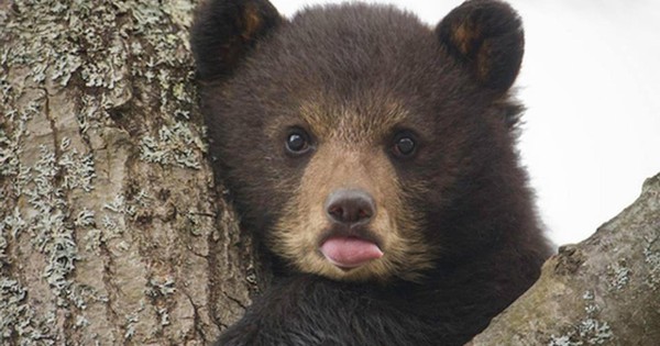 “Năm thảm họa gấu” của Nhật Bản j992e4smjyr31 17598934401211407636331 1759895898633 17598958988492103711313 95 0 1345 2000 crop 1759895916119452162154jpg