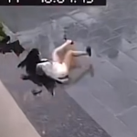 Thót tim khoảnh khắc Quỳnh Lương té ngã ngay trước thềm nhà khi đang mang thai 6 tháng key phong xanh chuyen canh trong chuong trinh tin tuc thoi su01582311still431 17470452459211044206117 75 0 1080 1920 crop 17470452830921445101278png