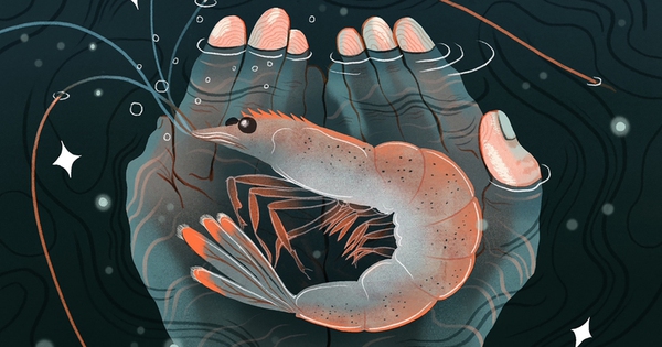 Tầm quan trọng của con tôm và câu hỏi triết học khiến nhân loại đau đầu leanortaylorshrimp2 17581853200851696557357 64 0 1264 1920 crop 17581856272961450920740 1758199561356 17581995616081969587277 0 0 477 764 crop 1758199598623630499320jpeg