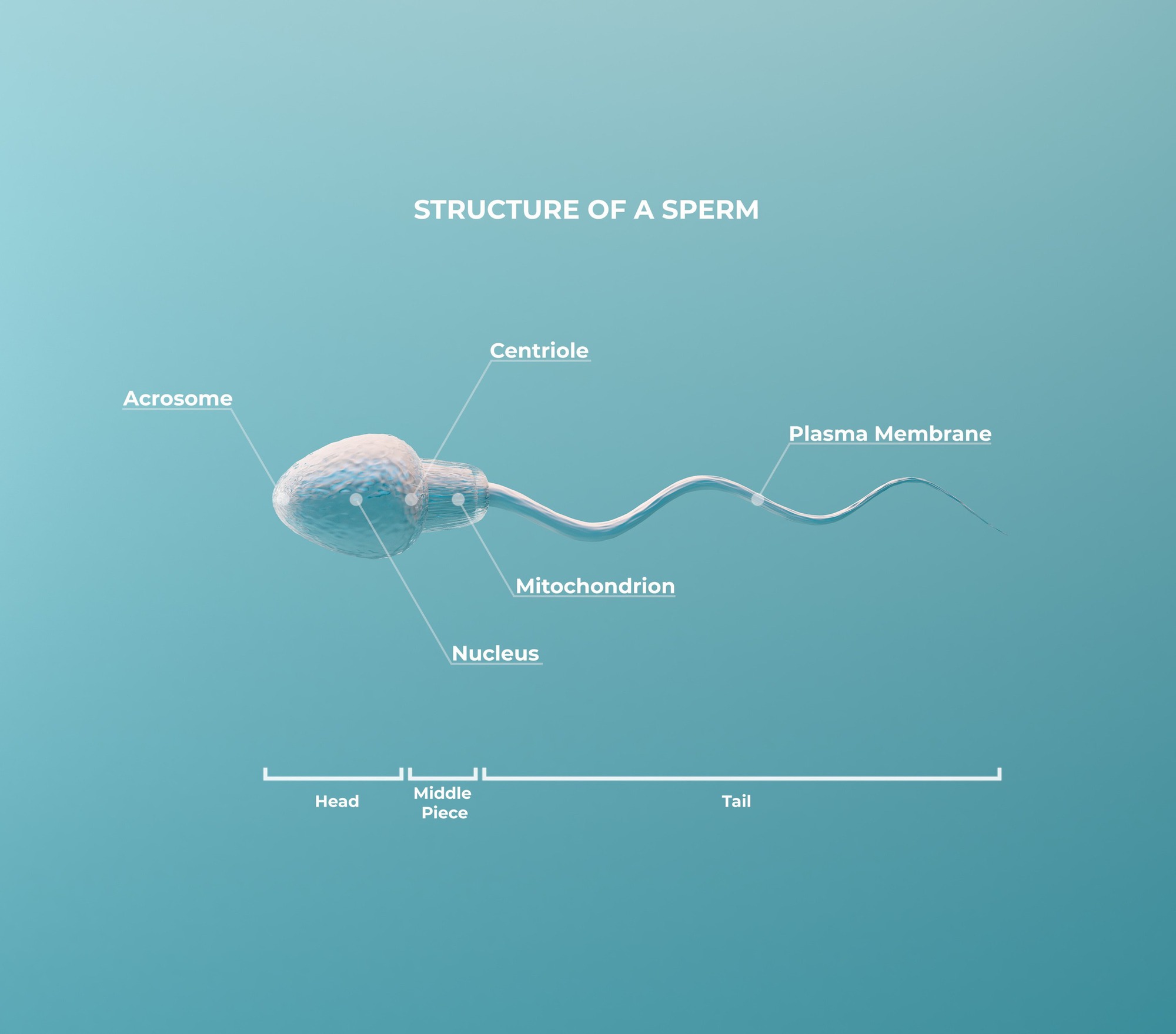 Tinh trùng biến hình thành robot: Chuyện khoa học viễn tưởng sắp thành hiện thực- Ảnh 2.