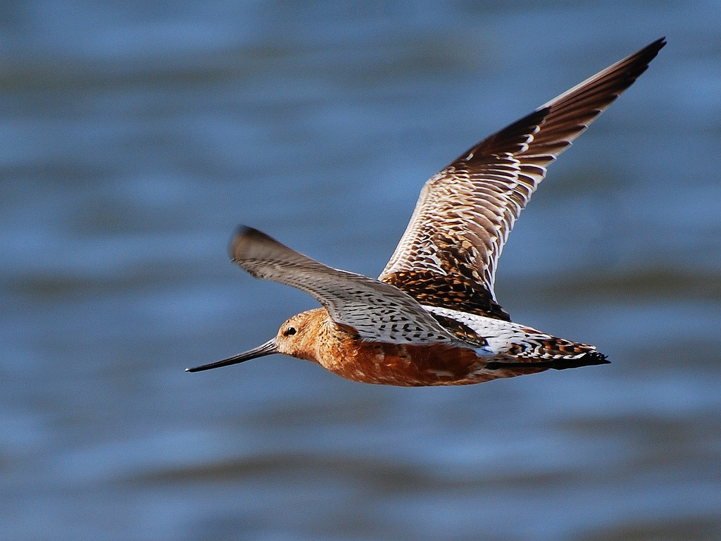 Loài chim bay liền 11 ngày không ăn uống, vượt 13.560 km và sống sót nhờ ăn nội tạng của chính mình- Ảnh 1.