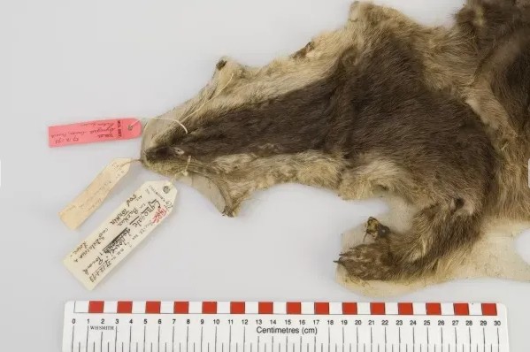 Loài vật ở Việt Nam hiếm bậc nhất hành tinh: Chỉ biết qua 1 mẫu da duy nhất, 90 năm chưa tìm được thêm- Ảnh 3.