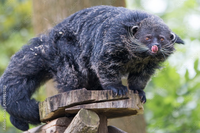 Loài động vật quý hiếm có mùi bắp rang bơ của Việt Nam: Chỉ còn lại khoảng 10 cá thể trên 100 km²- Ảnh 1.