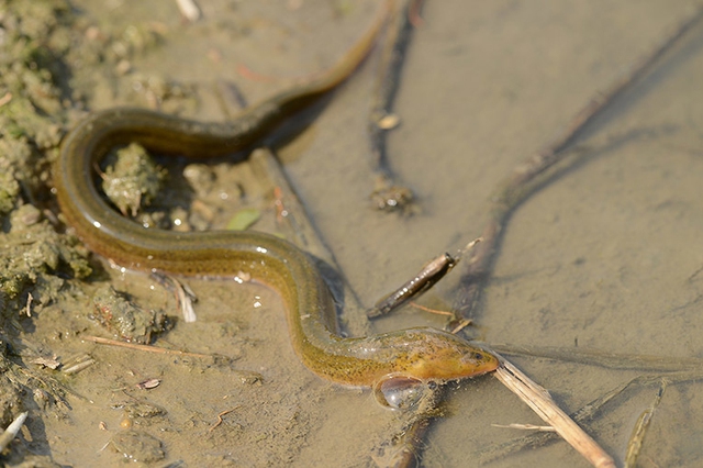 Loài xâm lấn châu Á khiến giới chức Mỹ lo ngại: Dài 85 cm, sống tới 10 năm, đẻ hàng trăm trứng mỗi lứa- Ảnh 1. Loài xâm lấn châu Á khiến giới chức Mỹ lo ngại: Dài 85 cm, sống tới 10 năm, đẻ hàng trăm trứng mỗi lứa- Ảnh 1.