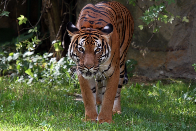 Loài vật quý hiếm bậc nhất hành tinh: Còn chưa đến 150 cá thể hoang dã,