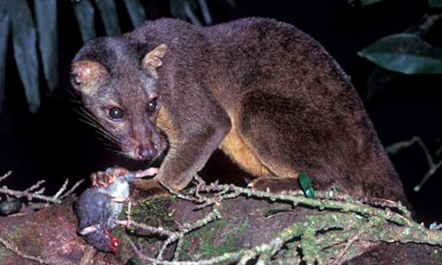 Loài vật ở Việt Nam hiếm bậc nhất hành tinh: Chỉ biết qua 1 mẫu da duy nhất, 90 năm chưa tìm được thêm- Ảnh 2.