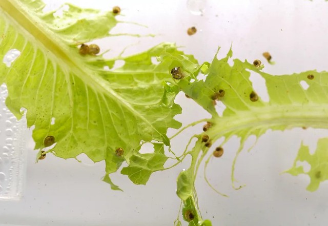 Loài vật có thể