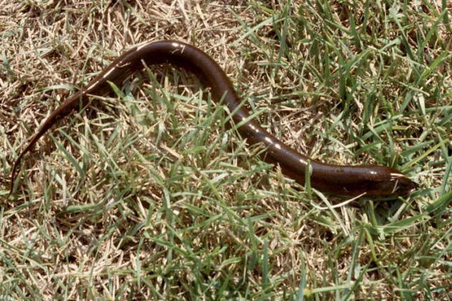 Loài xâm lấn châu Á khiến giới chức Mỹ lo ngại: Dài 85 cm, sống tới 10 năm, đẻ hàng trăm trứng mỗi lứa- Ảnh 2. Loài xâm lấn châu Á khiến giới chức Mỹ lo ngại: Dài 85 cm, sống tới 10 năm, đẻ hàng trăm trứng mỗi lứa- Ảnh 2.