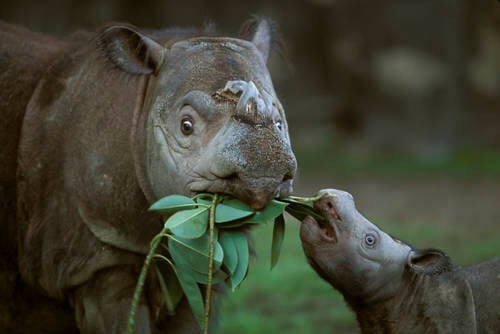 Loài vật quý hiếm bậc nhất hành tinh: Chỉ còn chưa đến 50 cá thể, Việt Nam từng là nơi sinh sống của chúng- Ảnh 5.
