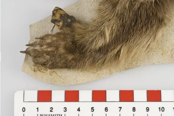 Loài vật ở Việt Nam hiếm bậc nhất hành tinh: Chỉ biết qua 1 mẫu da duy nhất, 90 năm chưa tìm được thêm- Ảnh 4.