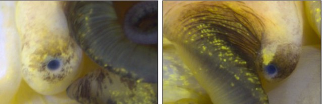 Loài vật có thể