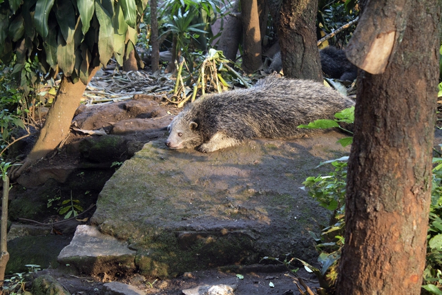 Loài động vật quý hiếm có mùi bắp rang bơ của Việt Nam: Chỉ còn lại khoảng 10 cá thể trên 100 km²- Ảnh 3.