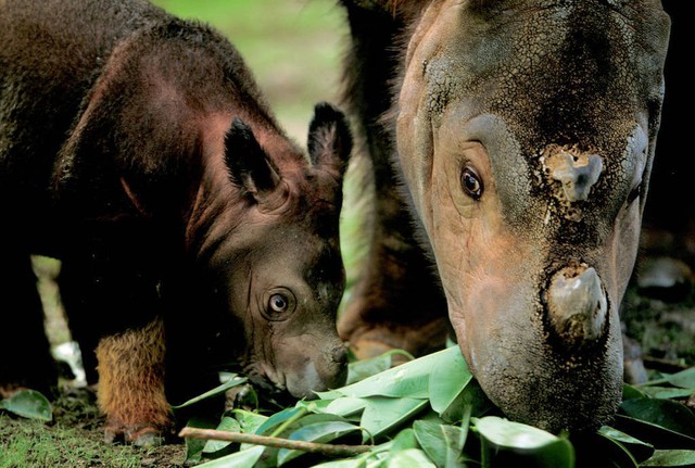 Loài vật quý hiếm bậc nhất hành tinh: Chỉ còn chưa đến 50 cá thể, Việt Nam từng là nơi sinh sống của chúng- Ảnh 2.
