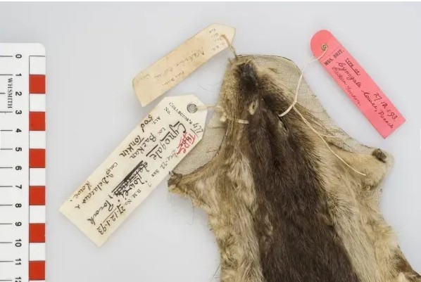 Loài vật ở Việt Nam hiếm bậc nhất hành tinh: Chỉ biết qua 1 mẫu da duy nhất, 90 năm chưa tìm được thêm- Ảnh 1.