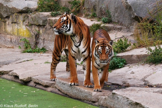 Loài vật quý hiếm bậc nhất hành tinh: Còn chưa đến 150 cá thể hoang dã,