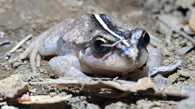 Lần theo tiếng động dưới dòng suối nông, chuyên gia hân hoan tìm thấy loài