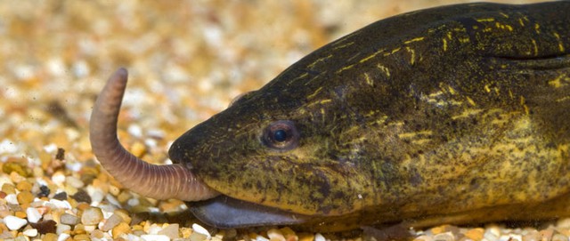 Loài xâm lấn châu Á khiến giới chức Mỹ lo ngại: Dài 85 cm, sống tới 10 năm, đẻ hàng trăm trứng mỗi lứa- Ảnh 4. Loài xâm lấn châu Á khiến giới chức Mỹ lo ngại: Dài 85 cm, sống tới 10 năm, đẻ hàng trăm trứng mỗi lứa- Ảnh 4.