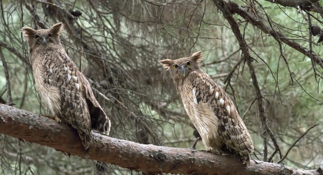 Loài vật quý hiếm từng xuất hiện trên tem bưu chính Việt Nam: Sải cánh có thể lên tới 1,4 m- Ảnh 3.