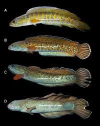 Giới khoa học chấn động khi tìm thấy loài cá 'hiếm nhất thế giới' sau 85 năm được cho là đã tuyệt chủng- Ảnh 3.