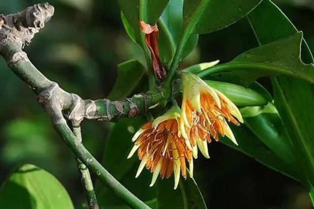 Loài cây kỳ lạ bậc nhất thế giới, có thể