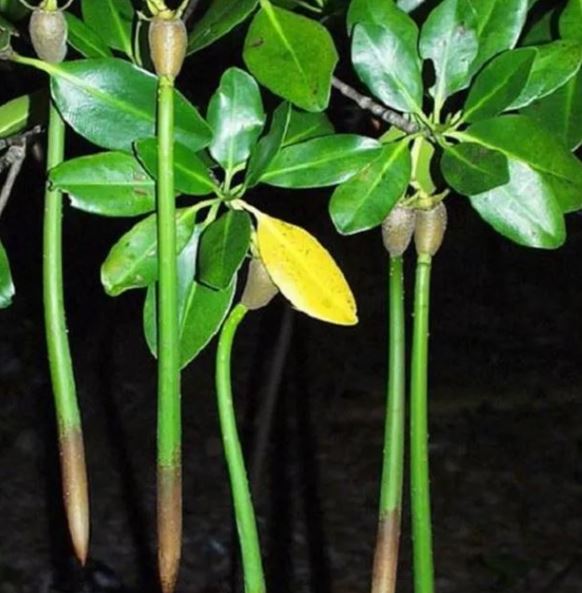 Loài cây kỳ lạ bậc nhất thế giới, có thể