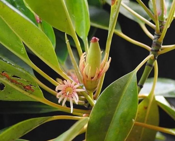 Loài cây kỳ lạ bậc nhất thế giới, có thể