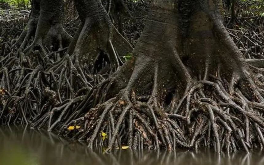 Loài cây kỳ lạ bậc nhất thế giới, có thể