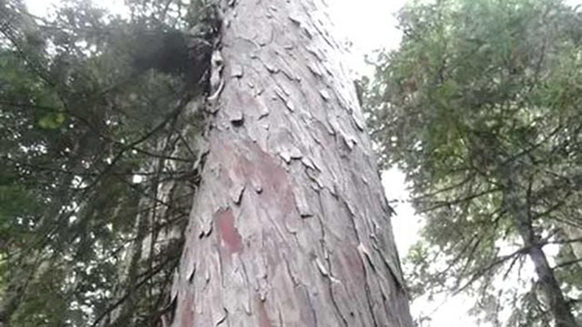 Loài cây quý hiếm bậc nhất thế giới, chỉ 2 quốc gia có, riêng Việt Nam sở hữu tới 1.000 cây- Ảnh 1. Loài cây quý hiếm bậc nhất thế giới, chỉ 2 quốc gia có, riêng Việt Nam sở hữu tới 1.000 cây- Ảnh 1.