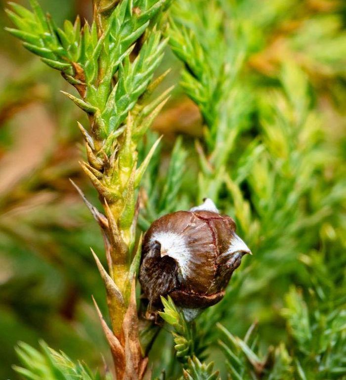 Loài cây quý hiếm bậc nhất thế giới, chỉ 2 quốc gia có, riêng Việt Nam sở hữu tới 1.000 cây- Ảnh 2. Loài cây quý hiếm bậc nhất thế giới, chỉ 2 quốc gia có, riêng Việt Nam sở hữu tới 1.000 cây- Ảnh 2.