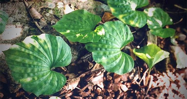 Loài cây quý hiếm bậc nhất thế giới, chỉ có duy nhất 1 lá trong đời, ở Việt Nam cũng có- Ảnh 1.