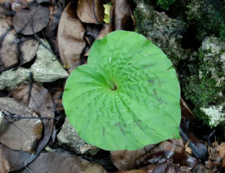 Loài cây quý hiếm bậc nhất thế giới, chỉ có duy nhất 1 lá trong đời, ở Việt Nam cũng có- Ảnh 3.