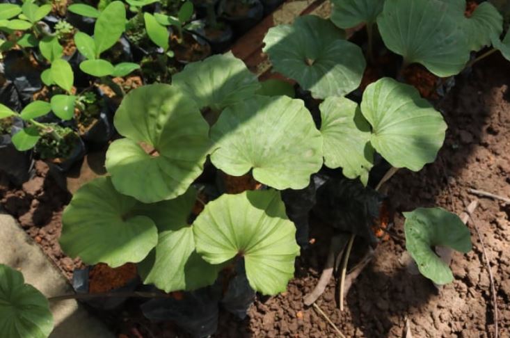 Loài cây quý hiếm bậc nhất thế giới, chỉ có duy nhất 1 lá trong đời, ở Việt Nam cũng có- Ảnh 4.