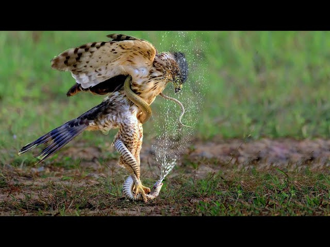 Bí ẩn về loài chim