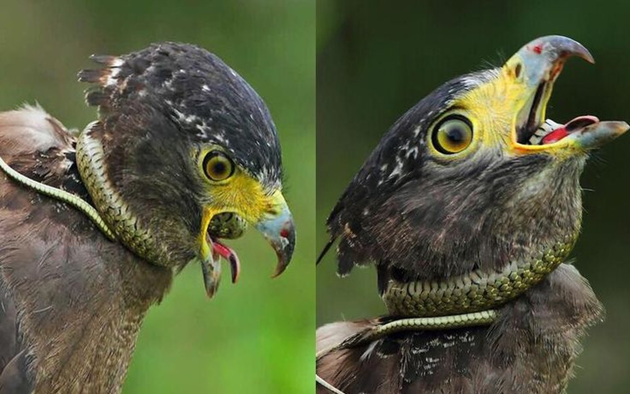 Bí ẩn về loài chim