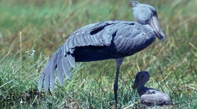 Loài chim quý hiếm bậc nhất thế giới, cao bằng người, chuyên săn cá sấu- Ảnh 1. Loài chim quý hiếm bậc nhất thế giới, cao bằng người, chuyên săn cá sấu- Ảnh 1.