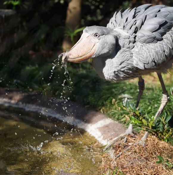 Loài chim quý hiếm bậc nhất thế giới, cao bằng người, chuyên săn cá sấu- Ảnh 4. Loài chim quý hiếm bậc nhất thế giới, cao bằng người, chuyên săn cá sấu- Ảnh 4.