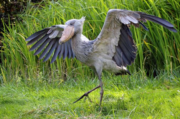 Loài chim quý hiếm bậc nhất thế giới, cao bằng người, chuyên săn cá sấu- Ảnh 3. Loài chim quý hiếm bậc nhất thế giới, cao bằng người, chuyên săn cá sấu- Ảnh 3.